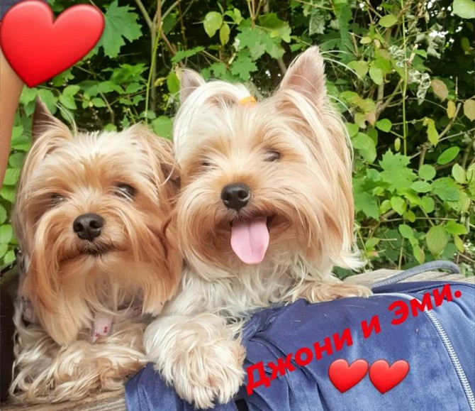 Yorkshire Terrier Hanau am Main - photo 4