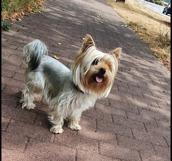 Yorkshire Terrier Hanau am Main - photo 3