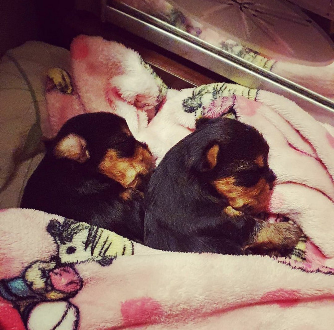 Yorkshire Terrier Hanau am Main - photo 2
