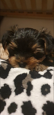Yorkshire Terrier Hanau am Main - photo 1