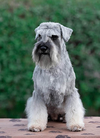 Щенки Цвергшнауцер (Zwergschnauzer) Annaberg-Buchholz - изображение 1