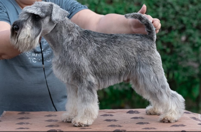 Щенки Цвергшнауцер (Zwergschnauzer) Annaberg-Buchholz - изображение 6