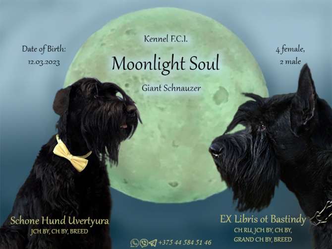 Ризеншнауцер Moonlight Soul Wivien (4мес.) Берлин - изображение 7