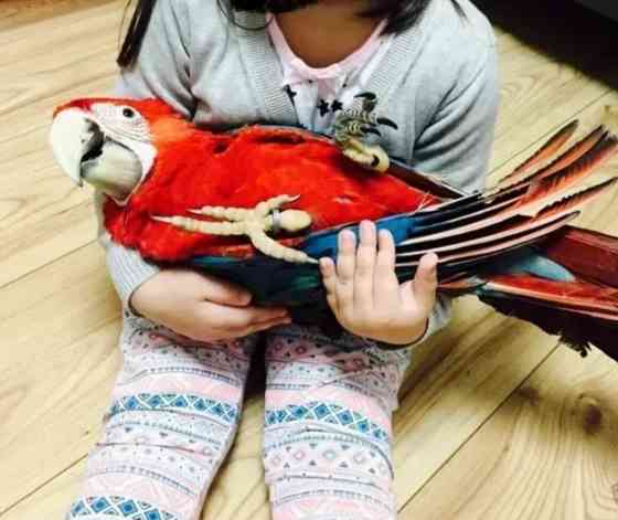 macaws hand reared and cuddly Шверін