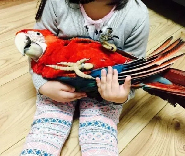 macaws hand reared and cuddly Шверин - изображение 1