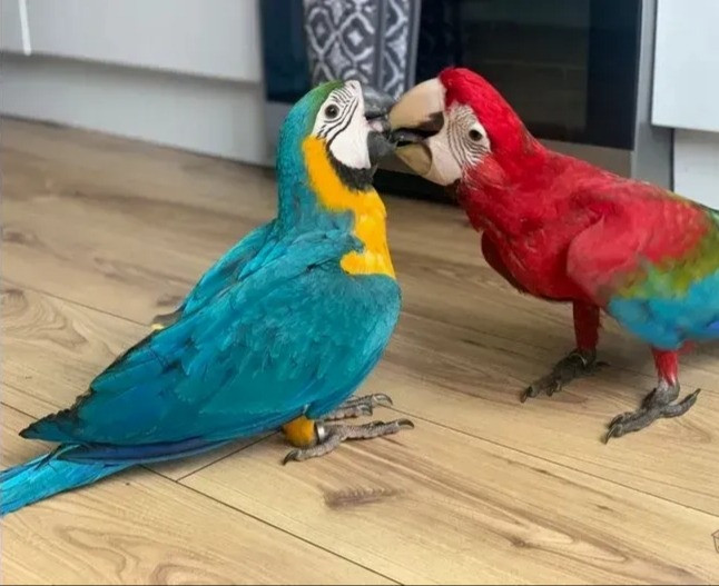 macaws hand reared and cuddly Шверин - изображение 2