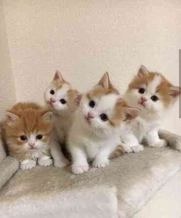 Unwiderstehlich schöne britische Kurzhaar-Kätzchen erhältlich Потсдам