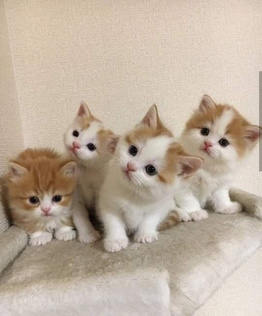 Unwiderstehlich schöne britische Kurzhaar-Kätzchen erhältlich Потсдам - изображение 1