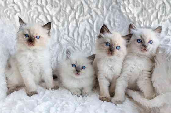 Prachtige Balinese kittens met stamboom Эрфурт