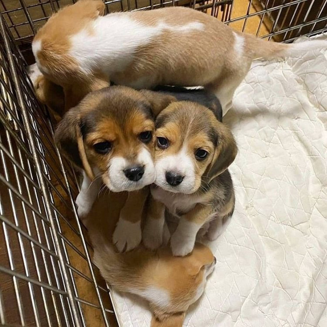 Entzückende Beagle-Welpen zur Adoption Bremen - изображение 1