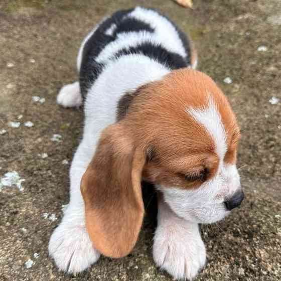 Entzückende Beagle-Welpen zur Adoption Бремен