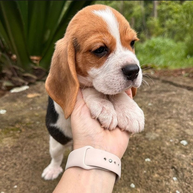 Entzückende Beagle-Welpen zur Adoption Bremen - изображение 4