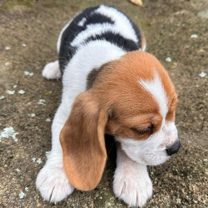 Entzückende Beagle-Welpen zur Adoption Bremen - изображение 3