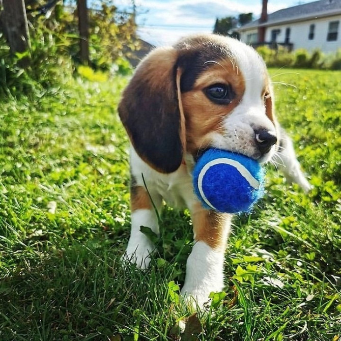 Entzückende Beagle-Welpen zur Adoption Бремен - изображение 2