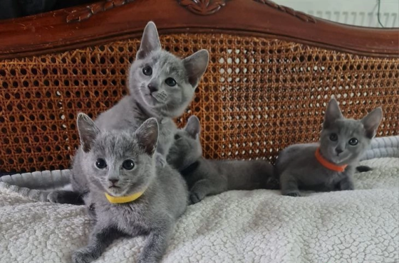 Зарегистрированные котята русской голубой породы. WhatsApp: +4915212496890 Schwerin