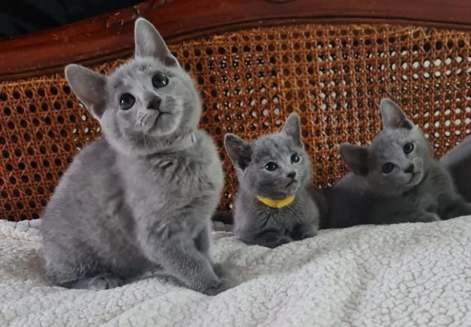 Зарегистрированные котята русской голубой породы. WhatsApp: +4915212496890 Шверин - изображение 1