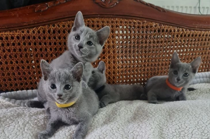 Зарегистрированные котята русской голубой породы. WhatsApp: +4915212496890 Шверин - изображение 2