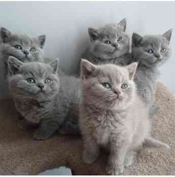 Хорошо обученные очаровательные британские короткошерстные котята. Штутгарт