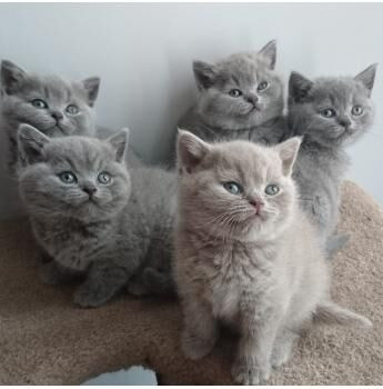 Хорошо обученные очаровательные британские короткошерстные котята. Stuttgart - photo 1