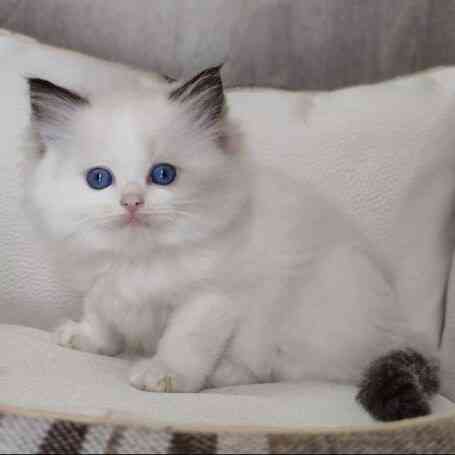 Ragdoll-Kätzchen mit blauen Augen Берлін