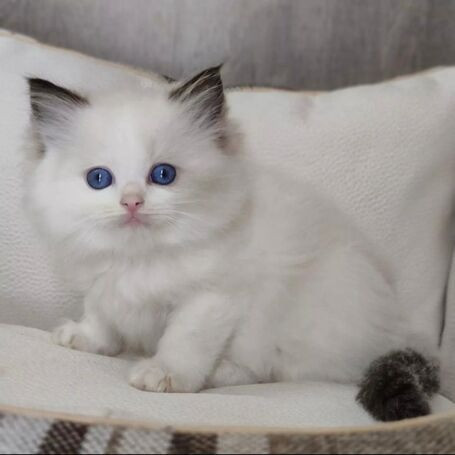 Ragdoll-Kätzchen mit blauen Augen Берлін - изображение 1