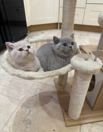 Britisch Kurzhaar Kätzchen zur Adoption Шверин - изображение 1