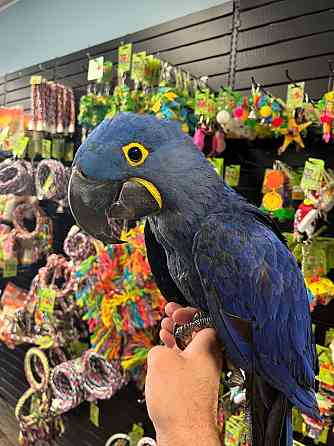 Голубые гиацинтовые попугаи ара WhatsApp +4915212496890 Шверін