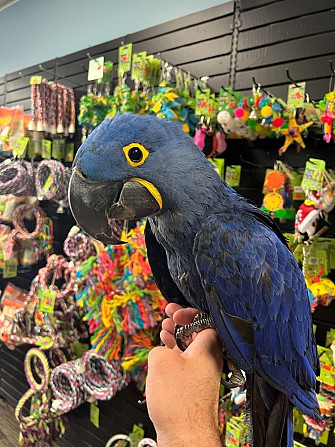 Голубые гиацинтовые попугаи ара WhatsApp +4915212496890 Schwerin - изображение 1
