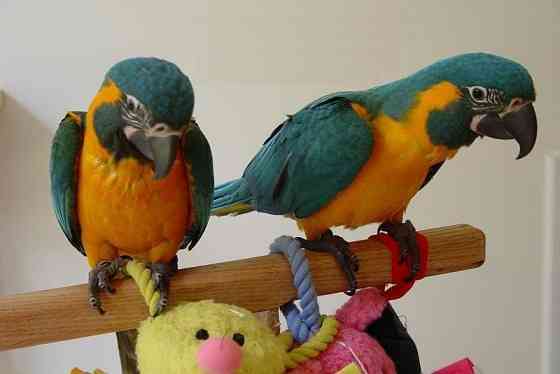 Голубые и золотые попугаи ара WhatsApp WhatsApp +4915212496890 Dresden
