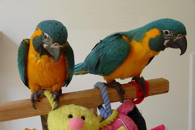 Голубые и золотые попугаи ара WhatsApp WhatsApp +4915212496890 Дрезден - изображение 1