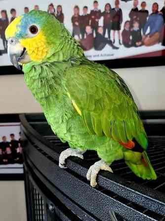 Великолепные говорящие попугаи-амазонки WhatsApp +4915212496890 Саарбрюккен