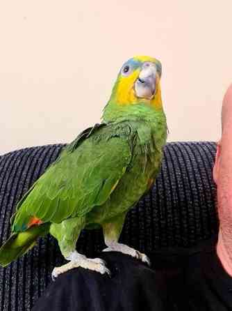 Великолепные говорящие попугаи-амазонки WhatsApp +4915212496890 Саарбрюккен
