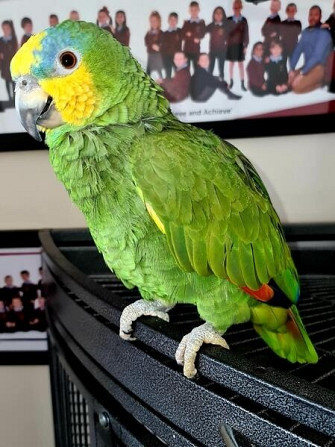Великолепные говорящие попугаи-амазонки WhatsApp +4915212496890 Саарбрюккен - изображение 2