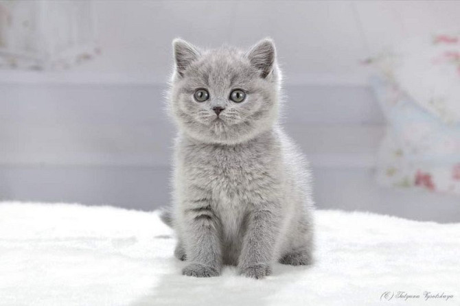 Britisch Kurzhaar Kätzchen Шверин - изображение 1