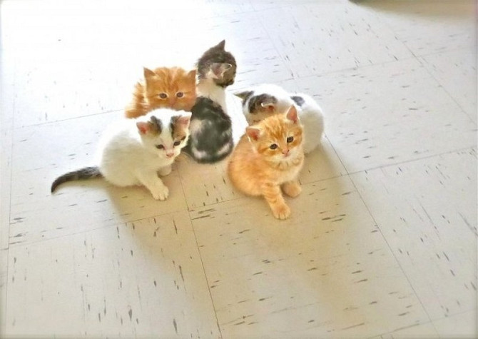 Экзотические короткошерстные котята Мюнхен - изображение 1