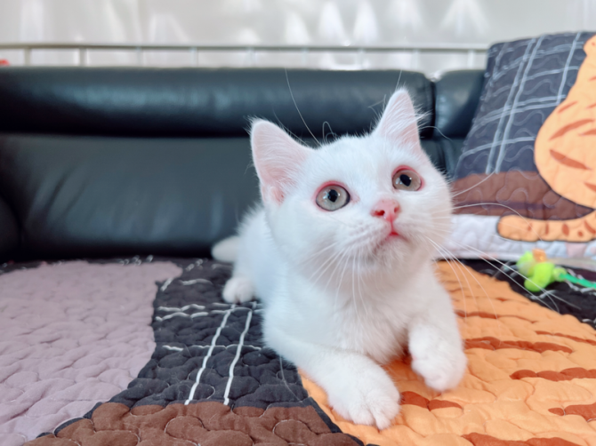 Породистые котята Манчкин Потсдам - изображение 1