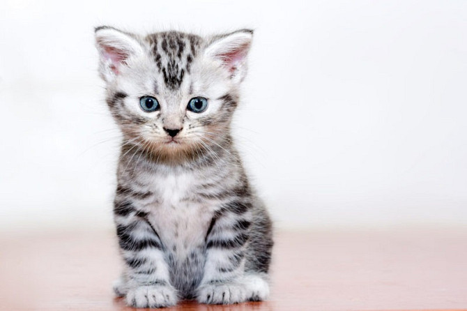 Ласковые американские короткошерстные котята Hannover - photo 1