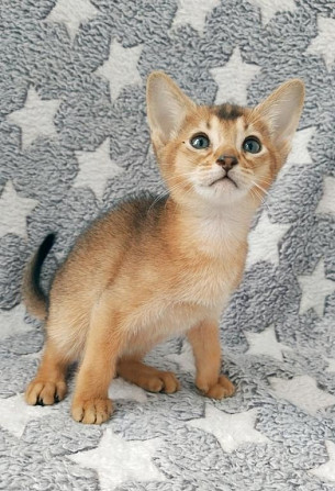 Ласковые абиссинские котята Саарбрюккен - изображение 1