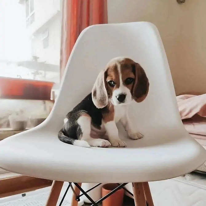 Beagle Puppies Берлін - изображение 1