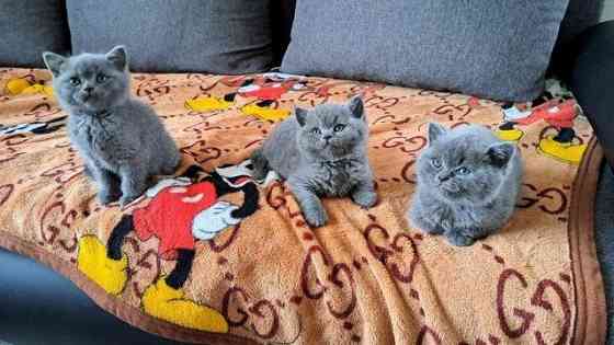Британские голубые короткошерстные котята Гамбург
