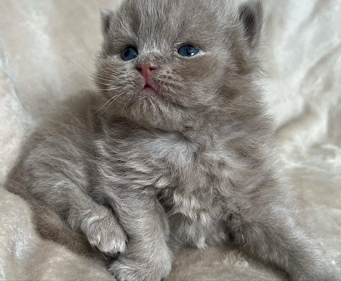 Britisch Kurzhaar Kätzchen zur Adoption Бремен - изображение 1
