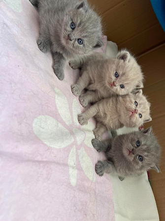 Britisch Kurzhaar Kätzchen zur Adoption Бремен - изображение 1