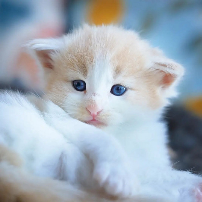 Norwegische Waldkatzen zur Adoption Бремен - изображение 2