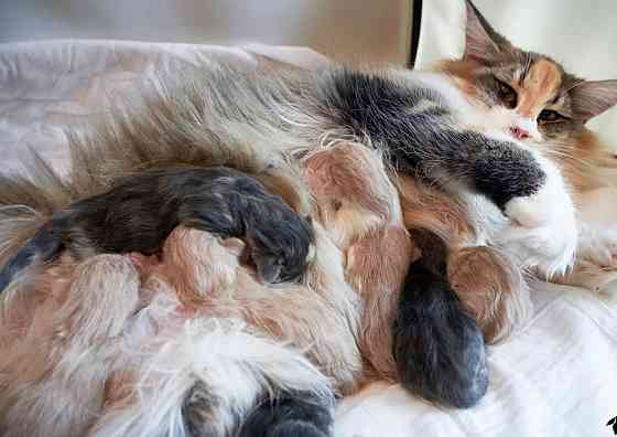 Norwegische Waldkatzen zur Adoption Бремен