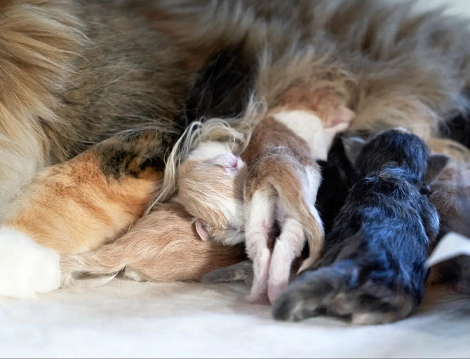 Norwegische Waldkatzen zur Adoption Бремен - изображение 1