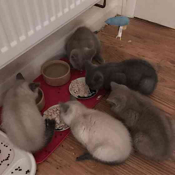 Scottish Fold Kätzchen zur Adoption Bremen