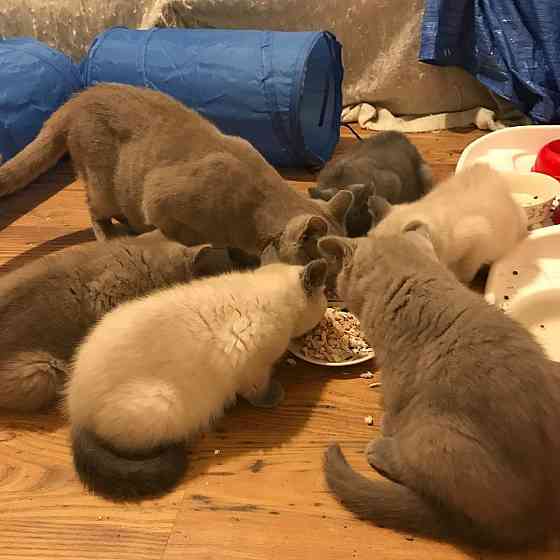 Scottish Fold Kätzchen zur Adoption Bremen