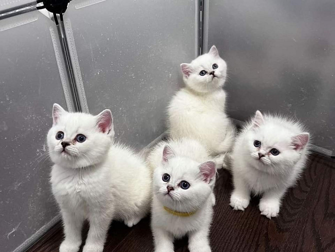 Scottish Fold Kätzchen zur Adoption Бремен - изображение 1