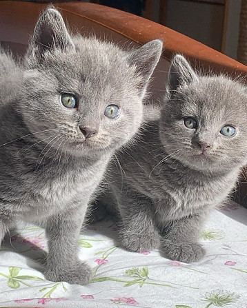 Chatreaux-Kätzchen zur Adoption Бремен - изображение 1