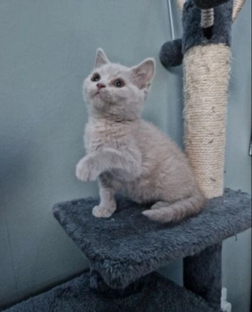 Britisch Kurzhaar Kätzchen zur Adoption Bremen - photo 2